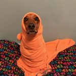 20 fotos emocionantes de animais esperando a chegada de seus irmãozinhos ao mundo16