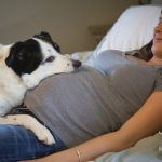 20 fotos emocionantes de animais esperando a chegada de seus irmãozinhos ao mundo3