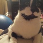 20 fotos emocionantes de animais esperando a chegada de seus irmãozinhos ao mundo4