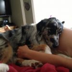 20 fotos emocionantes de animais esperando a chegada de seus irmãozinhos ao mundo5