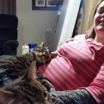 20 fotos emocionantes de animais esperando a chegada de seus irmãozinhos ao mundo6