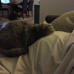 20 fotos emocionantes de animais esperando a chegada de seus irmãozinhos ao mundo7