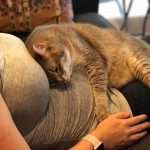 20 fotos emocionantes de animais esperando a chegada de seus irmãozinhos ao mundo9