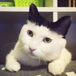 21 animais em que a natureza foi generosa na sua criação e parecem incríveis demais para serem reais1