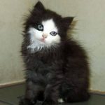 21 animais em que a natureza foi generosa na sua criação e parecem incríveis demais para serem reais10