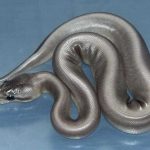 21 animais em que a natureza foi generosa na sua criação e parecem incríveis demais para serem reais11