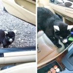 21 animais em que a natureza foi generosa na sua criação e parecem incríveis demais para serem reais12