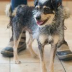 21 animais em que a natureza foi generosa na sua criação e parecem incríveis demais para serem reais13