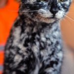 21 animais em que a natureza foi generosa na sua criação e parecem incríveis demais para serem reais15