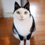 21 animais em que a natureza foi generosa na sua criação e parecem incríveis demais para serem reais16