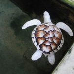 21 animais em que a natureza foi generosa na sua criação e parecem incríveis demais para serem reais17