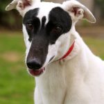 21 animais em que a natureza foi generosa na sua criação e parecem incríveis demais para serem reais18