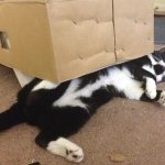 21 animais em que a natureza foi generosa na sua criação e parecem incríveis demais para serem reais20