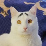 21 animais em que a natureza foi generosa na sua criação e parecem incríveis demais para serem reais21