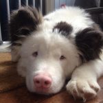 21 animais em que a natureza foi generosa na sua criação e parecem incríveis demais para serem reais22