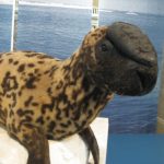 21 animais em que a natureza foi generosa na sua criação e parecem incríveis demais para serem reais3