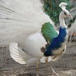 21 animais em que a natureza foi generosa na sua criação e parecem incríveis demais para serem reais4