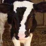 21 animais em que a natureza foi generosa na sua criação e parecem incríveis demais para serem reais7