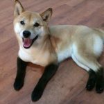 21 animais em que a natureza foi generosa na sua criação e parecem incríveis demais para serem reais9