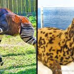 22 animais em que a natureza foi tão generosa na sua criação, que nem parecem reais-capa