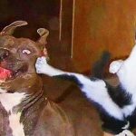 23 fotos que provam que os relacionamentos entre cachorros e gatos são os mais difíceis-capa