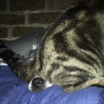 23 fotos que provam que os relacionamentos entre cachorros e gatos são os mais difíceis10