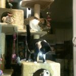 23 fotos que provam que os relacionamentos entre cachorros e gatos são os mais difíceis11