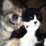 23 fotos que provam que os relacionamentos entre cachorros e gatos são os mais difíceis12