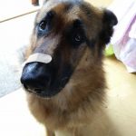 23 fotos que provam que os relacionamentos entre cachorros e gatos são os mais difíceis13