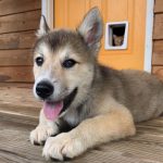 23 fotos que provam que os relacionamentos entre cachorros e gatos são os mais difíceis14