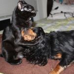 23 fotos que provam que os relacionamentos entre cachorros e gatos são os mais difíceis15