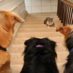 23 fotos que provam que os relacionamentos entre cachorros e gatos são os mais difíceis16