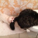 23 fotos que provam que os relacionamentos entre cachorros e gatos são os mais difíceis17