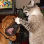 23 fotos que provam que os relacionamentos entre cachorros e gatos são os mais difíceis18