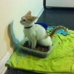 23 fotos que provam que os relacionamentos entre cachorros e gatos são os mais difíceis19