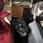 23 fotos que provam que os relacionamentos entre cachorros e gatos são os mais difíceis2