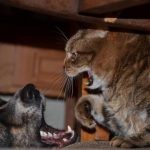 23 fotos que provam que os relacionamentos entre cachorros e gatos são os mais difíceis20