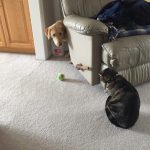 23 fotos que provam que os relacionamentos entre cachorros e gatos são os mais difíceis21