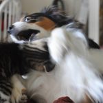 23 fotos que provam que os relacionamentos entre cachorros e gatos são os mais difíceis22