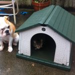 23 fotos que provam que os relacionamentos entre cachorros e gatos são os mais difíceis23