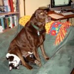 23 fotos que provam que os relacionamentos entre cachorros e gatos são os mais difíceis5