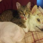 23 fotos que provam que os relacionamentos entre cachorros e gatos são os mais difíceis7