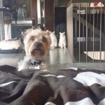 23 fotos que provam que os relacionamentos entre cachorros e gatos são os mais difíceis8