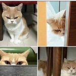 25 animais que não conseguem esconder mais suas emoções1