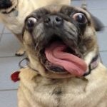 25 animais que não conseguem esconder mais suas emoções10