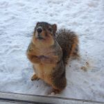 25 animais que não conseguem esconder mais suas emoções11