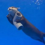 25 animais que não conseguem esconder mais suas emoções12