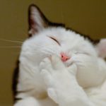 25 animais que não conseguem esconder mais suas emoções14