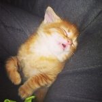 25 animais que não conseguem esconder mais suas emoções15