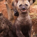 Spotted hyaena cub smiling at adult picks it up by scruff of the neck.